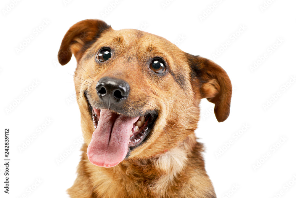 Portrait of an adorable mixed breed dog Portrait of an adorable mixed breed dog