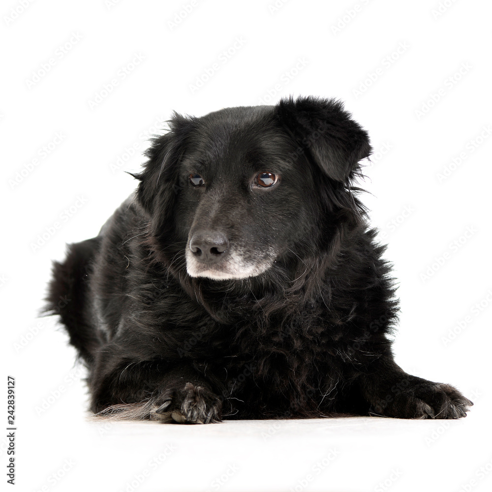 Studio shot of an adorable mixed breed dog Studio shot of an adorable mixed breed dog