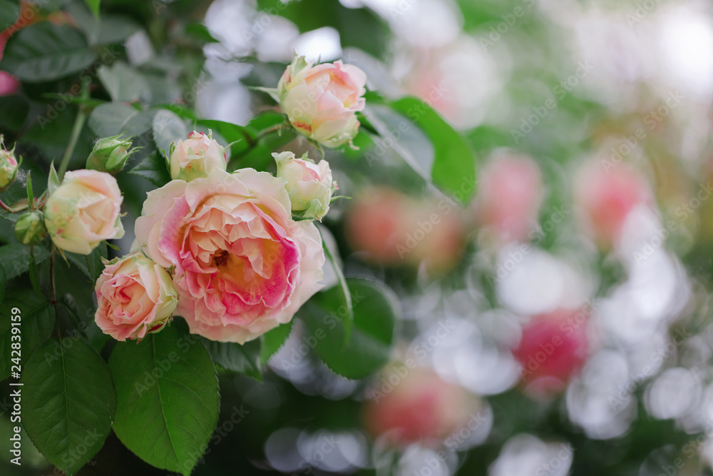 Beautiful pink roses in a summer garden.