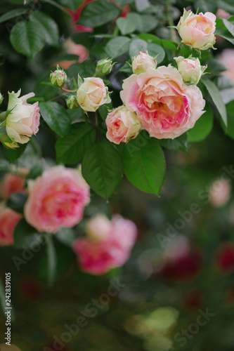 Beautiful pink roses in a summer garden.