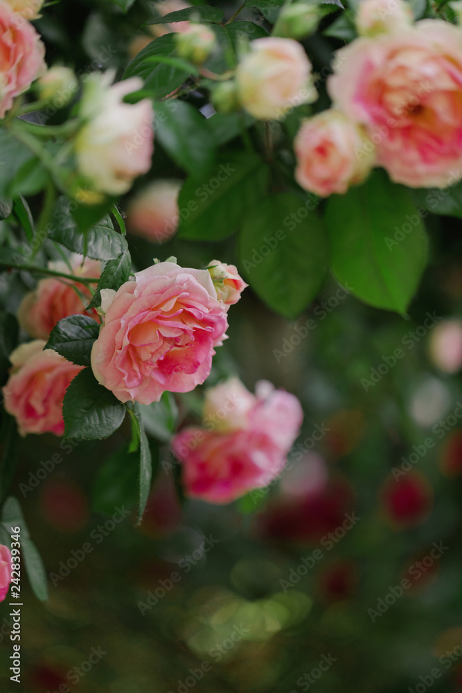Beautiful pink roses in a summer garden. Beautiful pink roses in a summer garden.