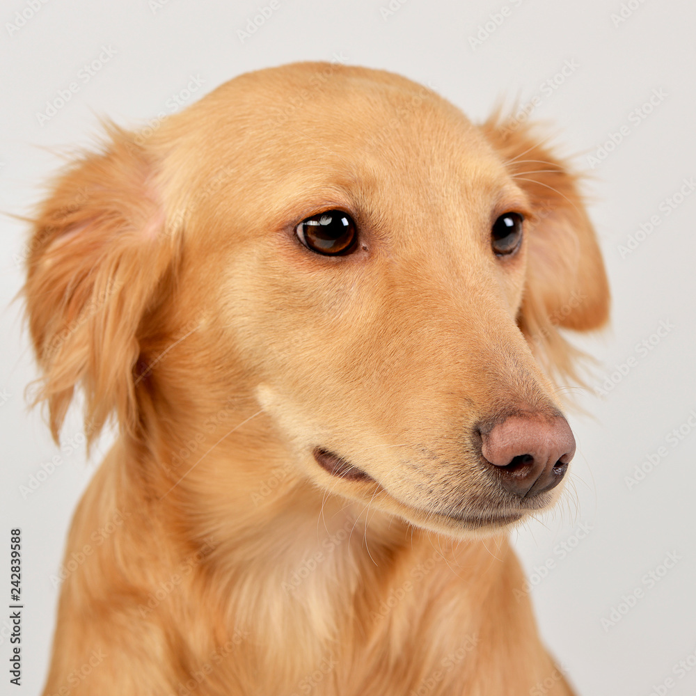 Portrait of an adorable mixed breed dog Portrait of an adorable mixed breed dog