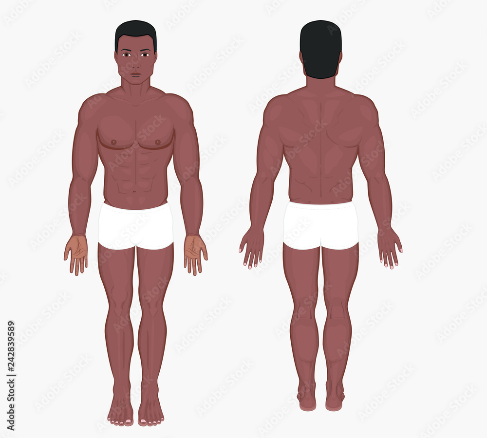 Fototapeta premium Naked body of African American man in full growth in shorts. Posterior, frontal, anterior, back view. Vector illustration for advertising, medical (health care), bodybuilding, sport publication