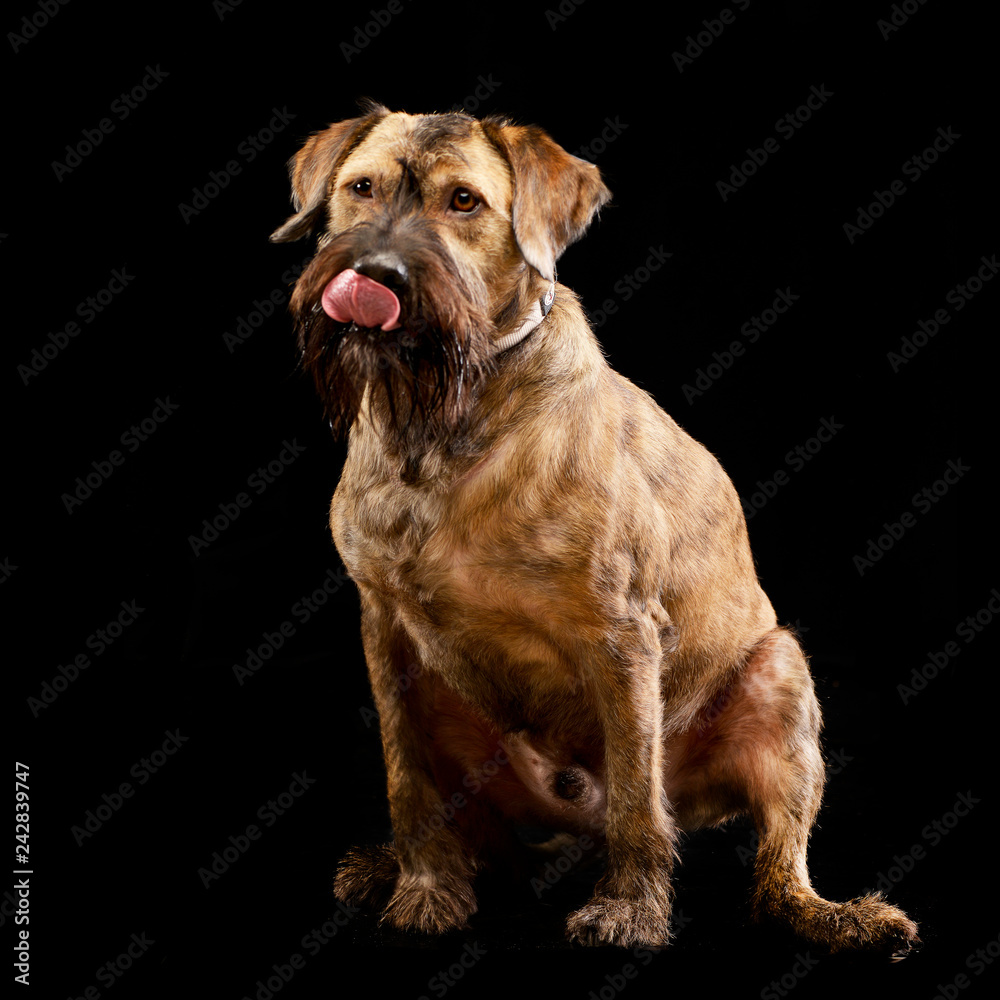 An adorable mixed breed dog licking his lips