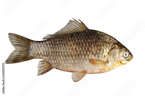 Fish crucian on white. Isolated on white background