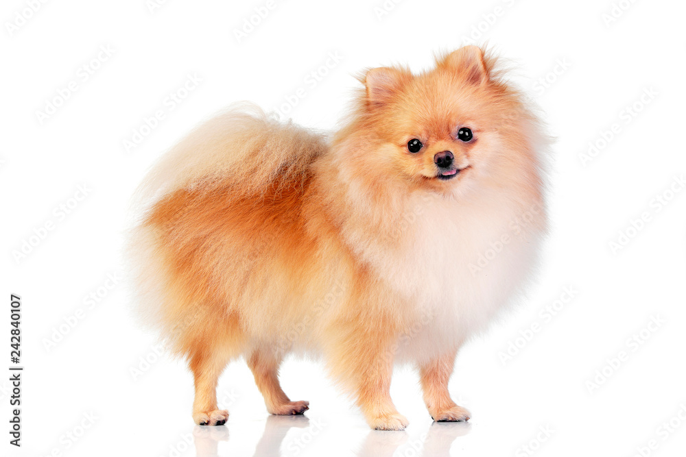 Studio shot of an adorable Pomeranian dog