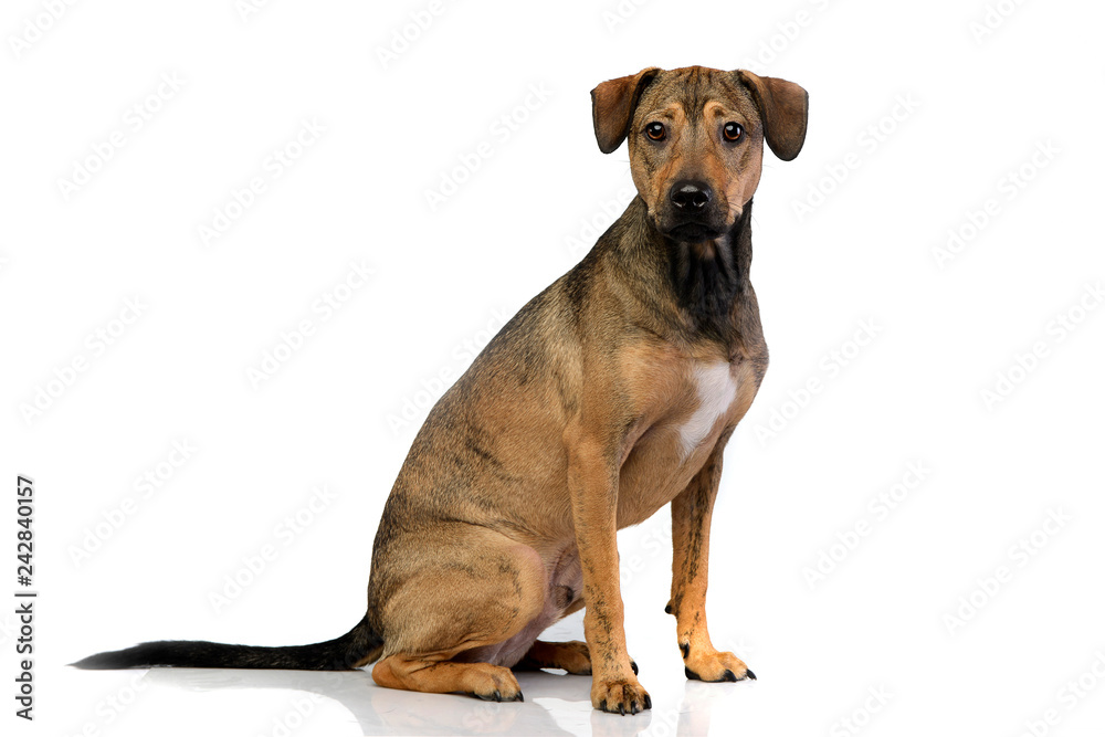 Studio shot of an adorable mixed breed dog Studio shot of an adorable mixed breed dog