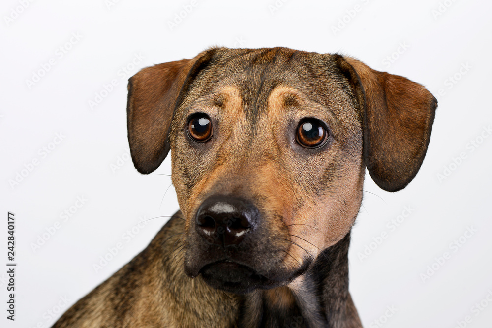 Portrait of an adorable mixed breed dog Portrait of an adorable mixed breed dog