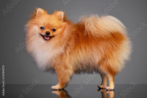 Studio shot of an adorable Pomeranian dog