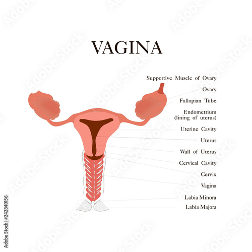Female vagina anatomy isolated flat vector illustration