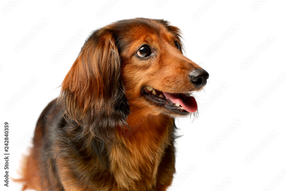 Portrait of an adorable longhaired Dachshund Portrait of an adorable longhaired Dachshund