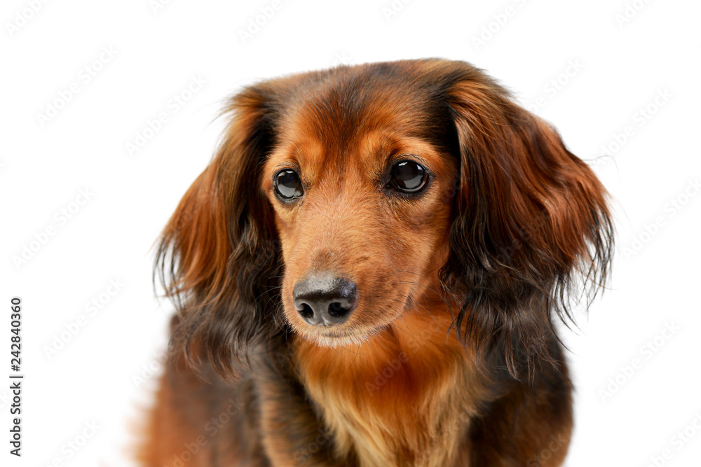 Portrait of an adorable longhaired Dachshund