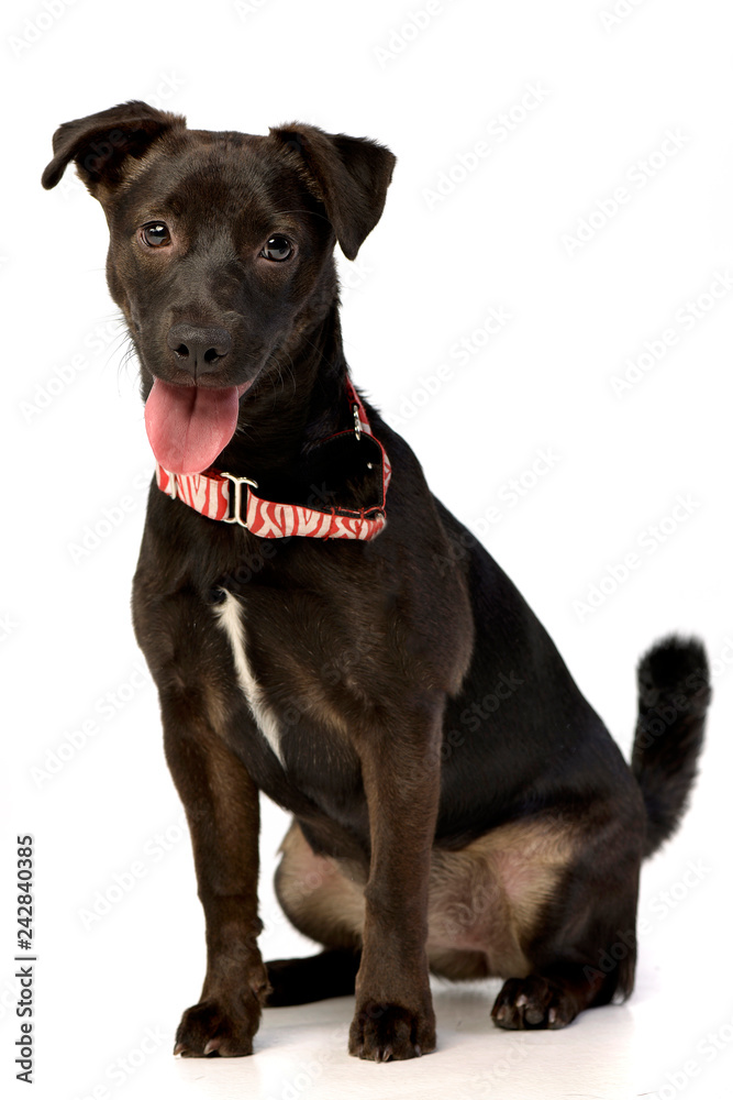Portrait of an adorable mixed breed puppy Portrait of an adorable mixed breed puppy