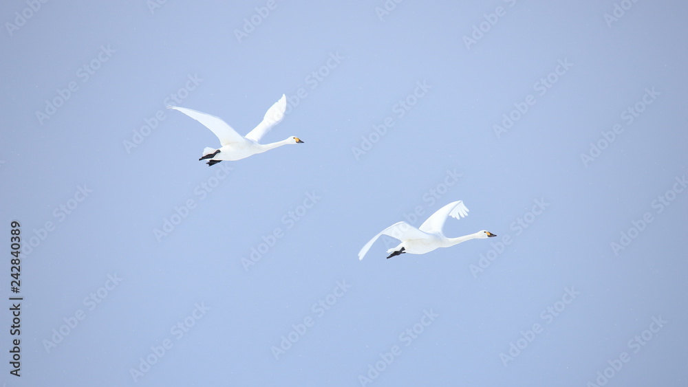 Obraz premium ハクチョウ(16:9) Swans