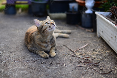 A Young grey tabby cat looking to the sky and resting on the Cement floor