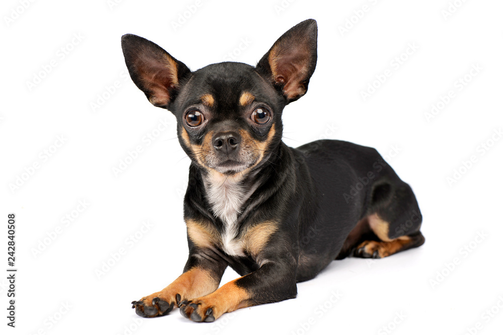 Studio shot of an adorable short haired Chihuahua Studio shot of an adorable short haired Chihuahua