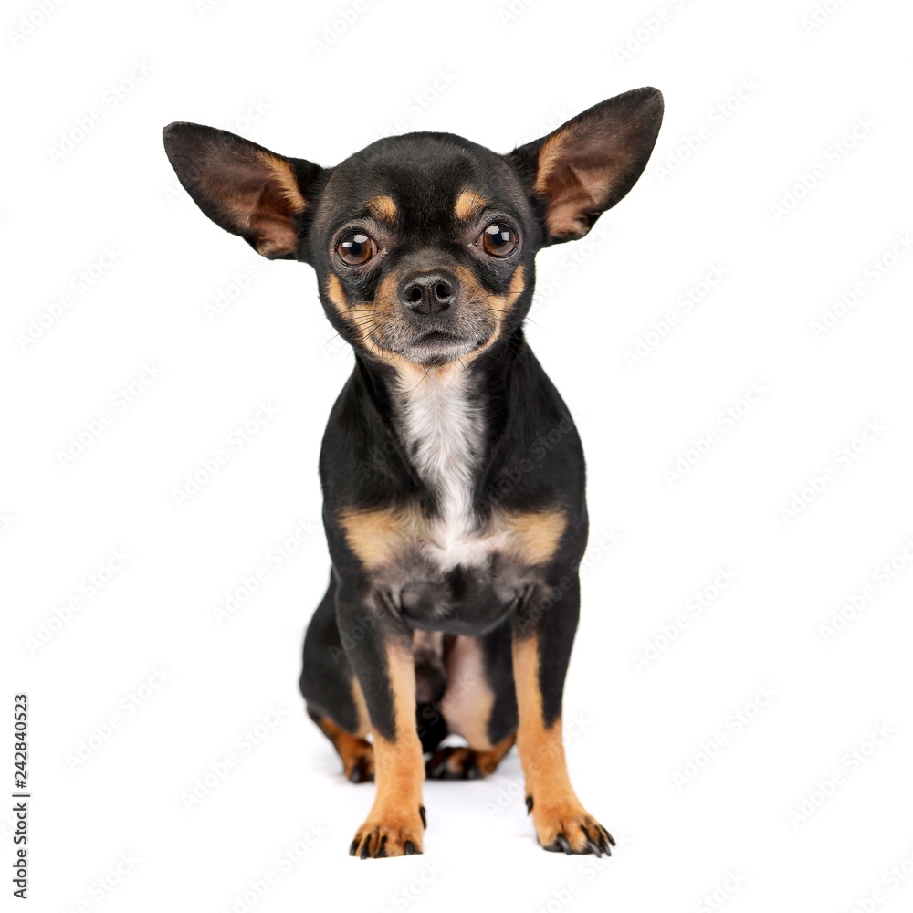 Studio shot of an adorable short haired Chihuahua