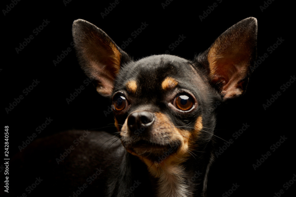 Portrait of an adorable short haired Chihuahua