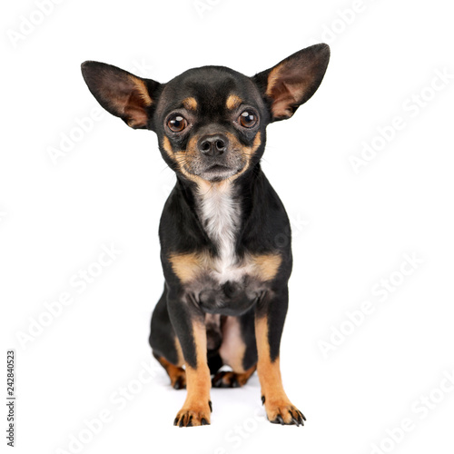 Obraz na płótnie Studio shot of an adorable short haired Chihuahua w salonie