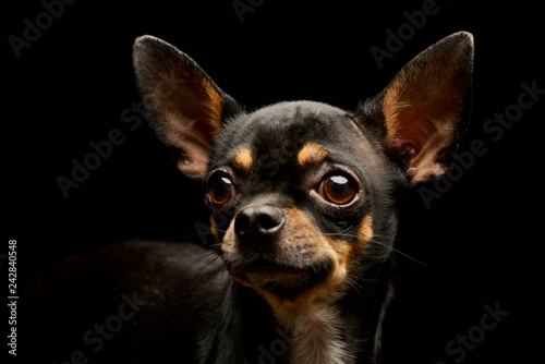 Fototapeta Naklejka Na Ścianę i Meble -  Portrait of an adorable short haired Chihuahua