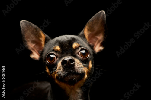 Portrait of an adorable short haired Chihuahua © kisscsanad