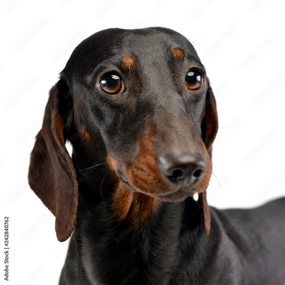 Portrait of an adorable short haired Dachshund