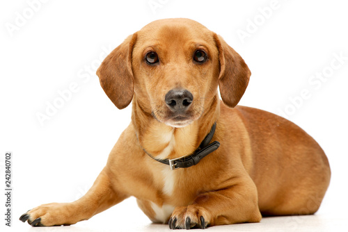 Studio shot of an adorable mixed breed dog