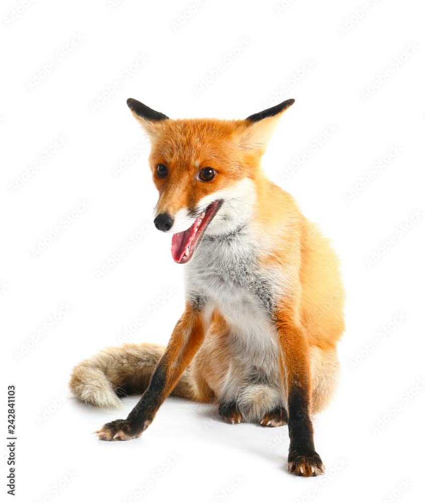 Fototapeta premium Cute funny fox on white background