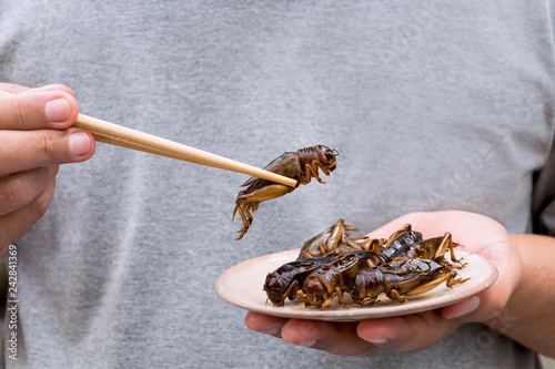 Man's hand holding chopsticks eating Crickets insect on plate. Food Insects for eat as food items, it is good source of meal high protein edible for future food concept.