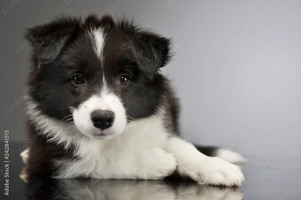 Studio shot of a cute Border Collie puppy