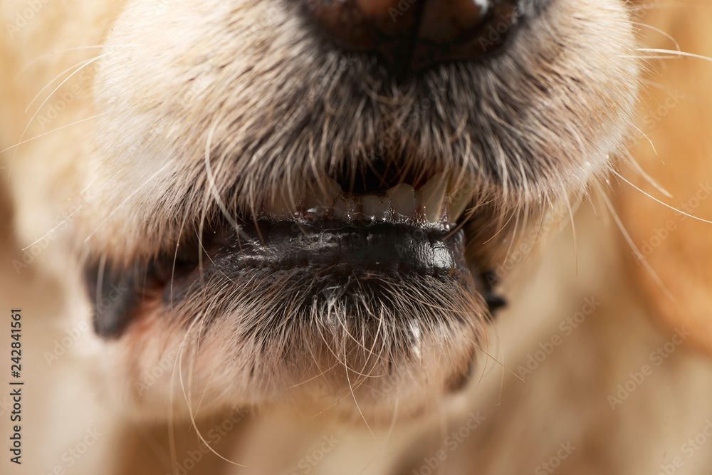 Close studio shot of a mixed breed dog's mouth Close studio shot of a mixed breed dog's mouth
