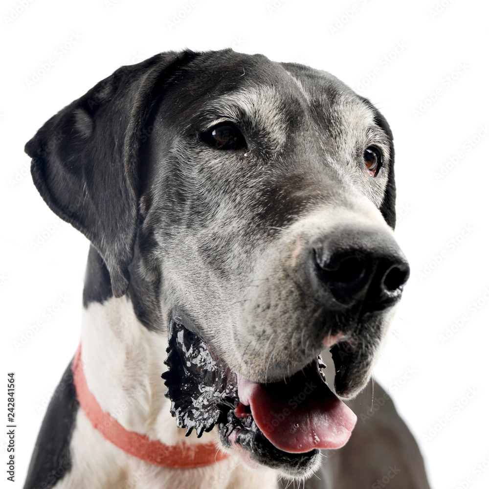 Studio shot of an adorable Great Dane dog