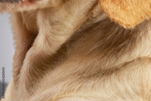 Close studio shot of a mixed breed dog's neck