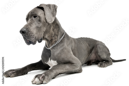 Studio shot of an adorable Great Dane dog