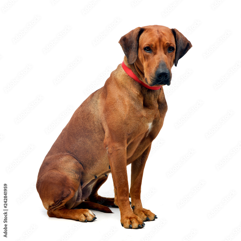 Studio shot of an adorable Rhodesian ridgeback Studio shot of an adorable Rhodesian ridgeback