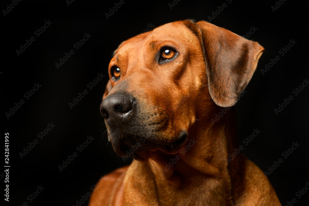 Portrait of an adorable Rhodesian ridgeback