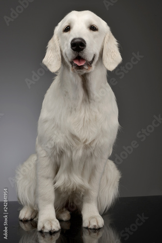 Studio shot of an adorable Golden retriever