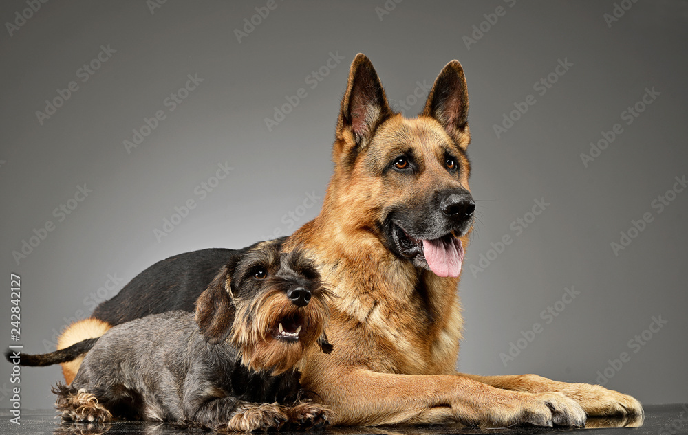 German shepherd best sale and weiner dog