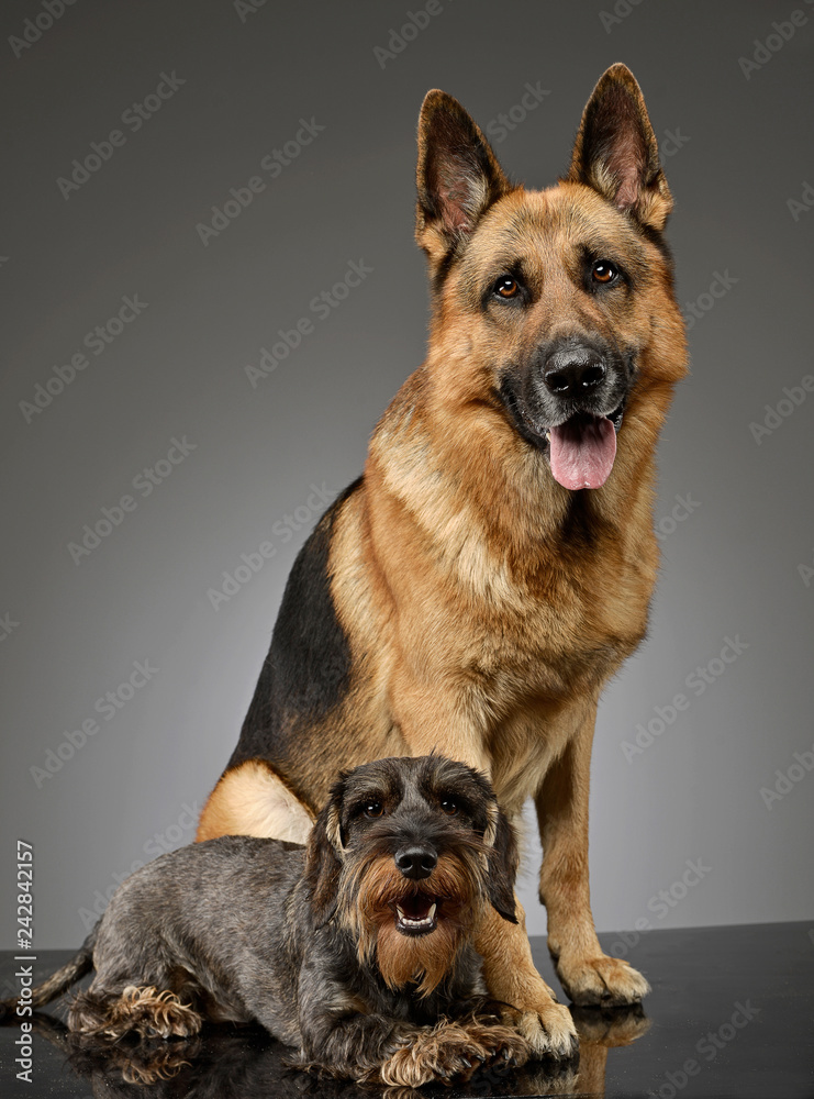 An adorable wire haired Dachshund and a German shepherd dog