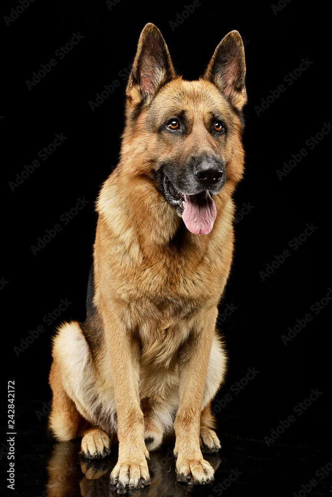 Studio shot of an adorable German shepherd dog