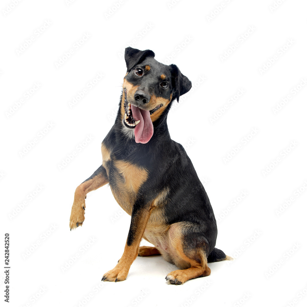 Studio shot of an adorable mixed breed dog Studio shot of an adorable mixed breed dog