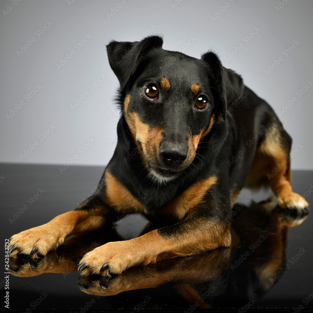 Studio shot of an adorable mixed breed dog Studio shot of an adorable mixed breed dog
