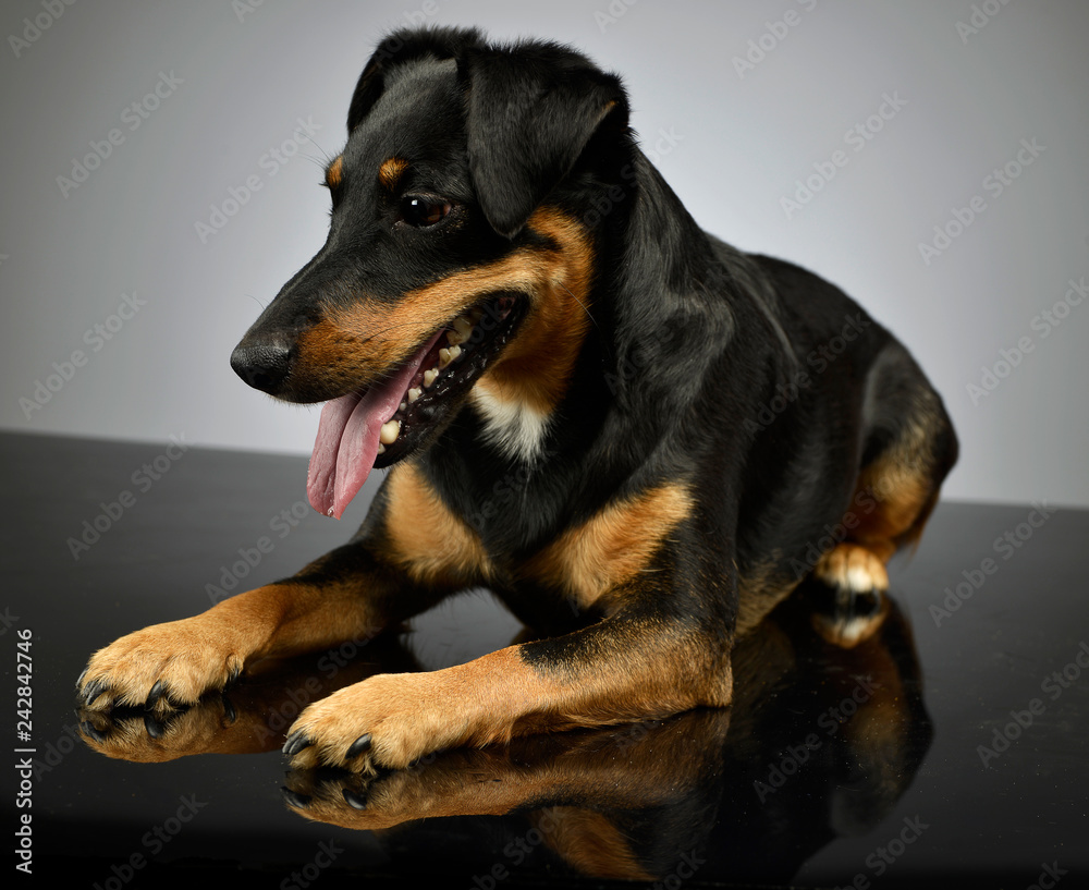 Studio shot of an adorable mixed breed dog