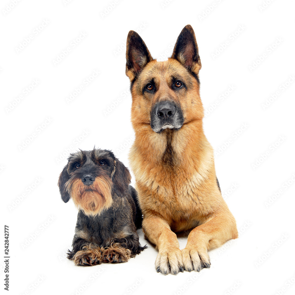 Studio shot of an adorable wire haired Dachshund and a German shepherd