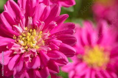 Beautiful potted flower. Lovely Astra is red which grows in the home