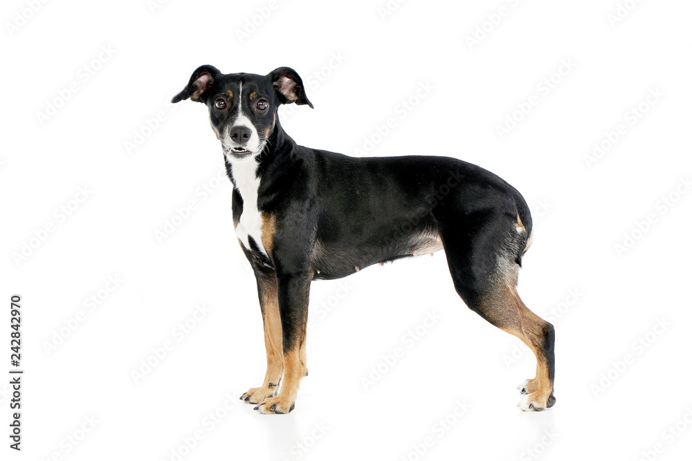 Studio shot of an adorable mixed breed dog Studio shot of an adorable mixed breed dog