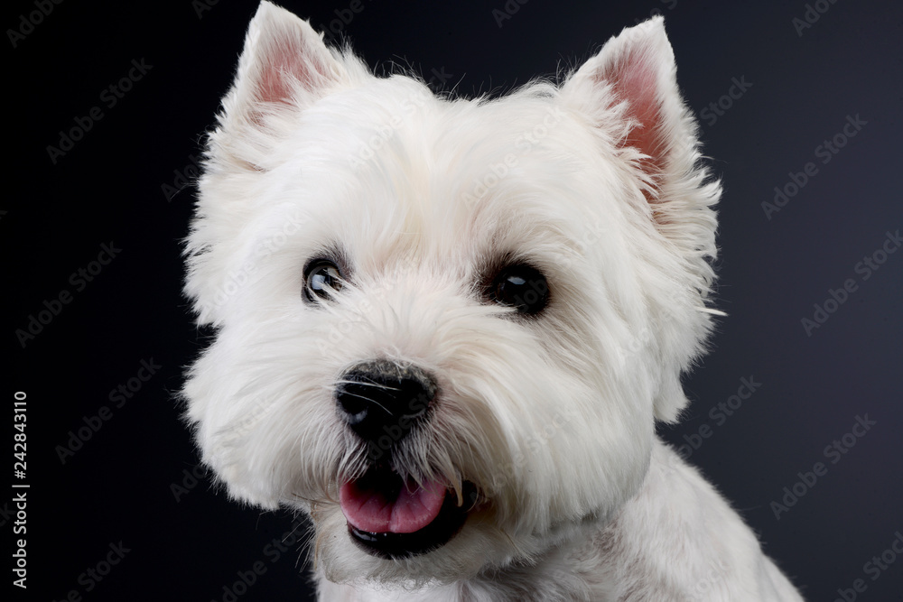 Portrait of a cute west highland white terrier Portrait of a cute west highland white terrier