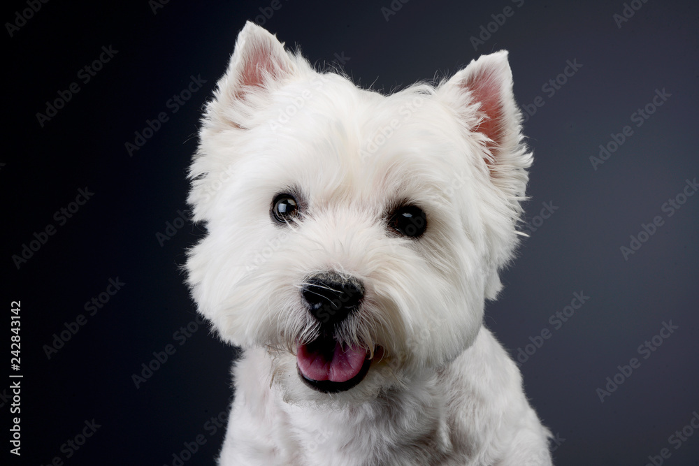 Portrait of a cute west highland white terrier Portrait of a cute west highland white terrier