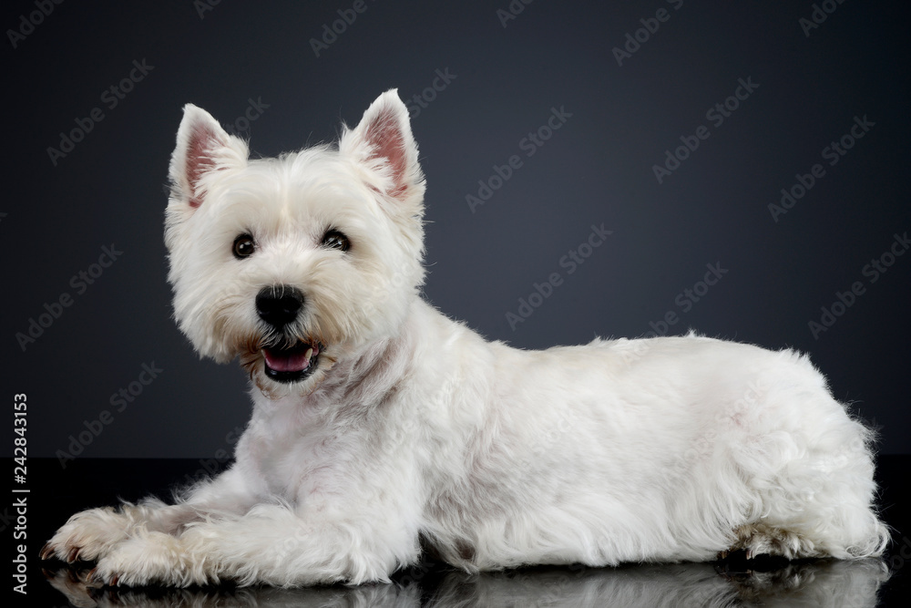 Studio shot of a cute west highland white terrier Studio shot of a cute west highland white terrier