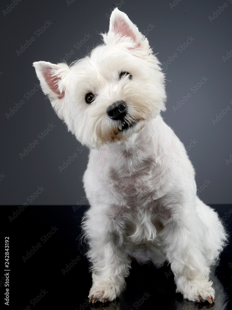 Studio shot of a cute west highland white terrier Studio shot of a cute west highland white terrier